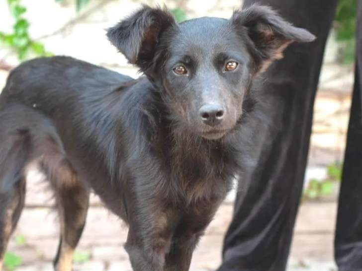 Chienne noire en attente d'adoption