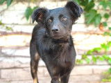 Chienne noire en attente d'adoption
