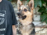 Chienne fauve charbonnée prête pour l’adoption