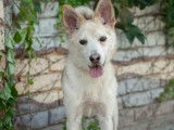Chien au pelage beige en attente d'un foyer