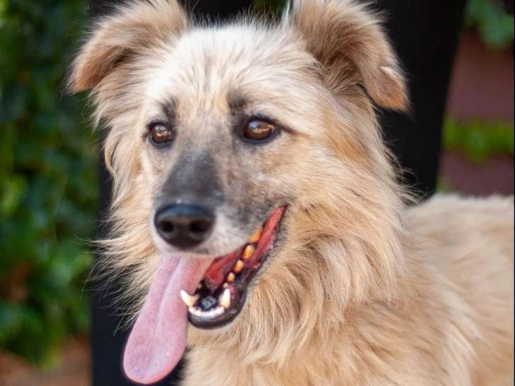 Chien âgé de 2 ans à accueillir