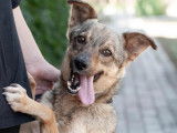 Chien de 2 ans en quête d'une famille