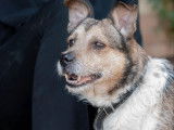 Adoption disponible : chien tricolore