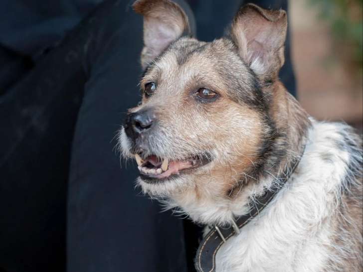 Adoption disponible : chien tricolore