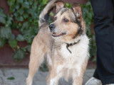 Adoption disponible : chien tricolore