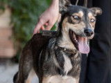 Chienne d'un an à la recherche d’une famille
