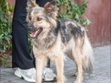À adopter, chienne de 3 ans