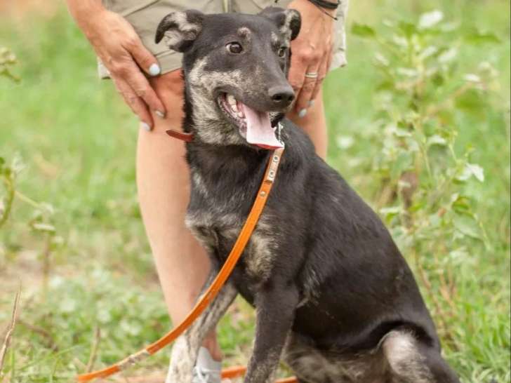 Prêt pour l’adoption, chiot femelle de 8 mois
