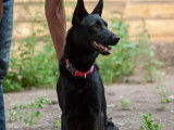 À accueillir, chienne au pelage noir