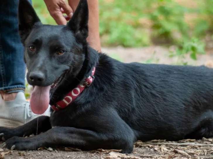 À accueillir, chienne au pelage noir