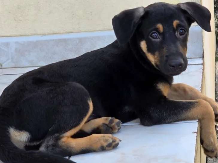 En quête d'une famille, chiot femelle de 4 mois