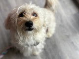 Adoption disponible : chien de couleur blanche