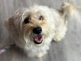 Adoption disponible : chien de couleur blanche