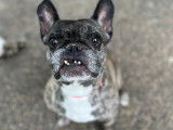 À la recherche d’un foyer, chien Bouledogue Français bringé