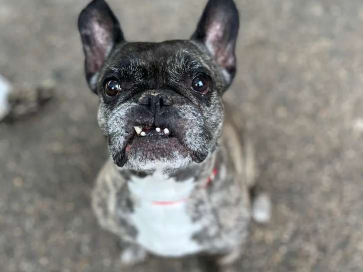 À la recherche d’un foyer, chien Bouledogue Français bringé