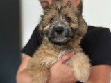 En attente d’adoption, chiot femelle de 4 mois