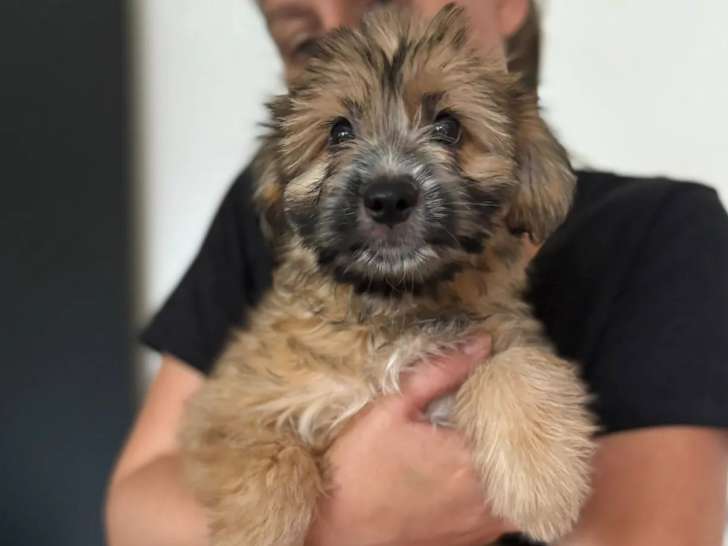 En attente d’adoption, chiot femelle de 4 mois