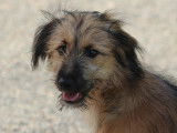 À adopter : chiot mâle de 4 mois