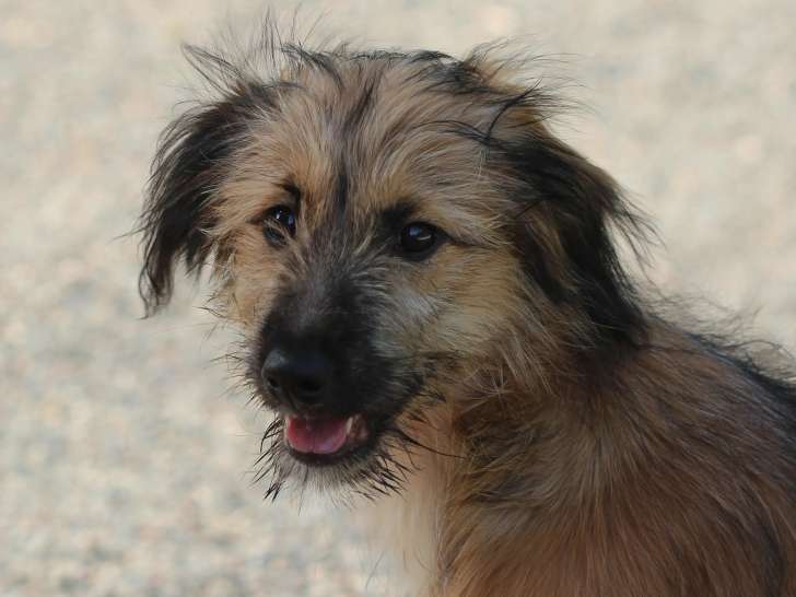 À adopter : chiot mâle de 4 mois