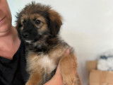 Disponible à l'adoption : chiot mâle âgé de 4 mois