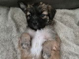 En attente d'adoption : chiot femelle de 4 mois