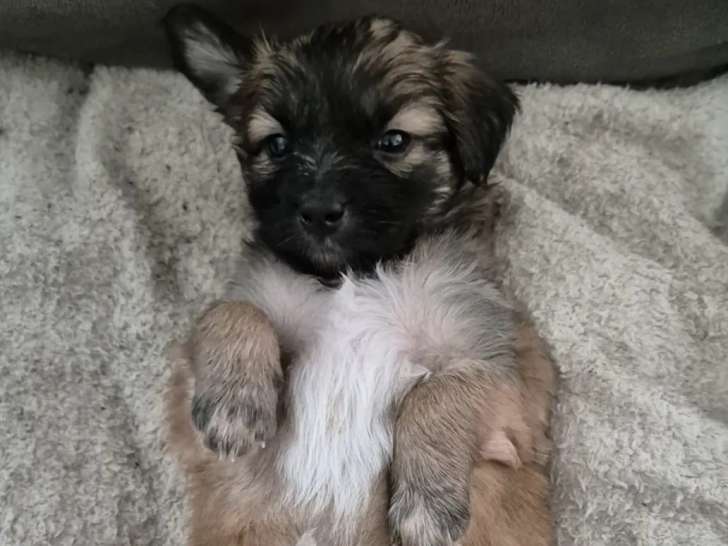 En attente d'adoption : chiot femelle de 4 mois