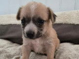 Prêt pour l’adoption : chiot femelle marron