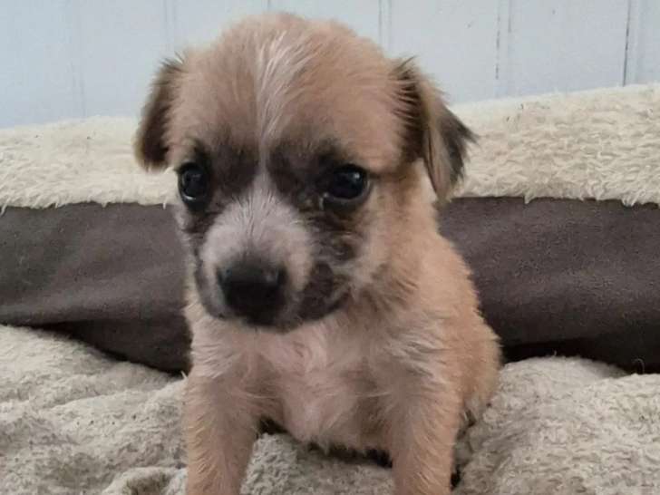 Prêt pour l’adoption : chiot femelle marron