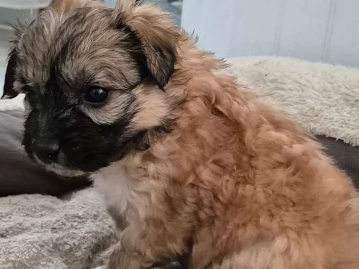 En attente d’un foyer : chiot mâle marron