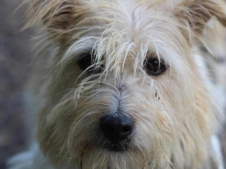 À accueillir : chienne tricolore