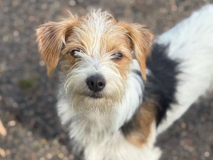 En quête d'une famille : chiot mâle de 10 mois
