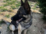 Adoption disponible : chien Berger Allemand d'un an