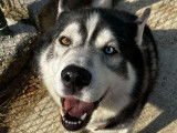 À la recherche d’une famille : chien Husky Sibérien de 8 ans