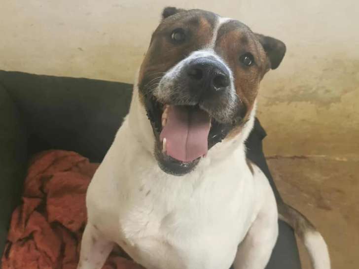 Chien Cane Corso de 4 ans disponible à l'adoption