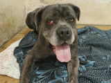 Chienne Cane Corso grise en attente d’un foyer