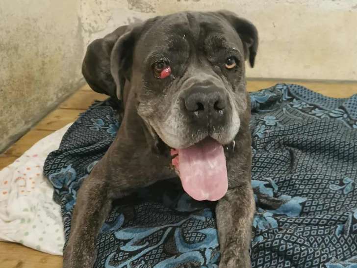 Chienne Cane Corso grise en attente d’un foyer