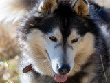 Chien Husky Sibérien gris et blanc à accueillir