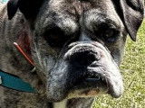 Chien Bulldog bringé en quête d'une famille