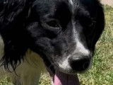 Adoption disponible : chien Épagneul noir et blanc