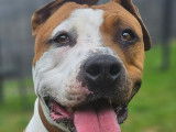 Chien Amstaff fauve à la recherche d’un foyer