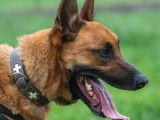 À adopter, chien Berger Malinois de 3 ans