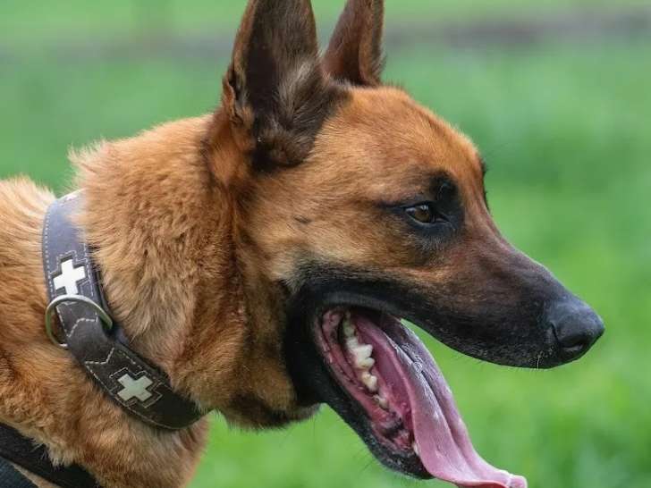 À adopter, chien Berger Malinois de 3 ans