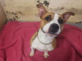 Disponible à l'adoption, chienne Staffordshire Terrier Américain fauve