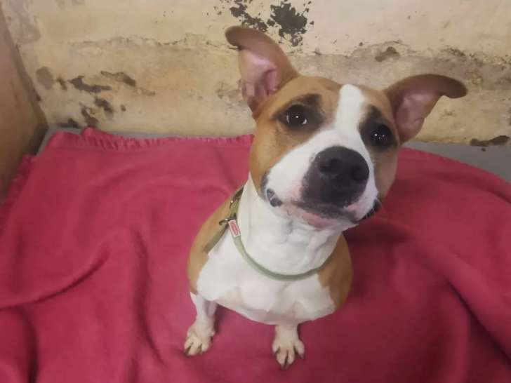 Disponible à l'adoption, chienne Staffordshire Terrier Américain fauve