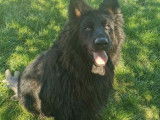 En attente d'adoption, chien Berger Allemand noir