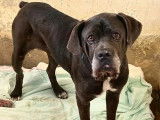 Prête pour l’adoption, chienne Cane Corso de 9 ans