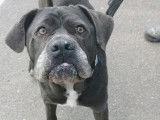 Prête pour l’adoption, chienne Cane Corso de 9 ans