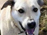 En attente d'une famille, chien de 13 ans