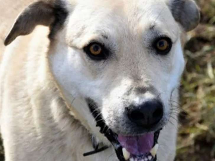 En attente d'une famille, chien de 13 ans
