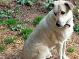 En attente d'une famille, chien de 13 ans